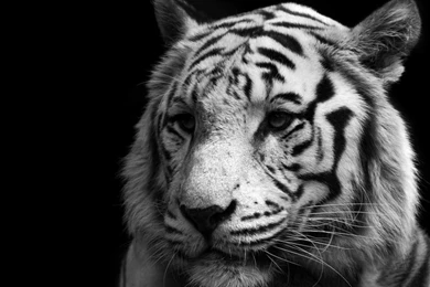 Animals,tigers Animals Tigers Feline 1920x1080 Wallpapers – Tiger ...