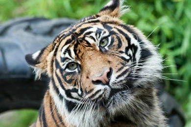 Animals,tigers Animals Tigers Feline 2560x1600 Wallpapers – Animals ...