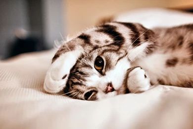 Feline, Animal, Pet, Cat :: Wallpapers