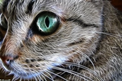 Download Cats Feline Wallpapers 1680x1050