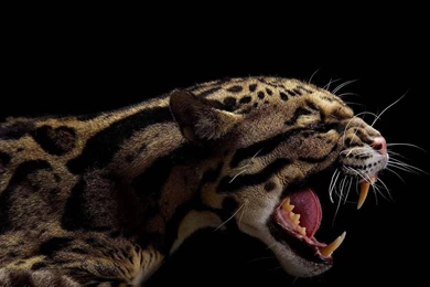 Animals Black Backgrounds Clouded Leopards Feline Mammals Wallpapers ...