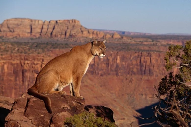 Animals Puma Feline Wallpapers   (