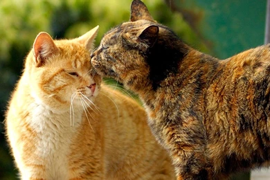 CAT KISS WALLPAPER   (