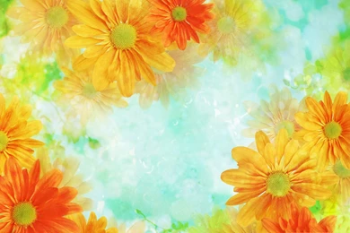 Colorful Flowers Picture, Orange Flowers In Bloom, Light Green ...
