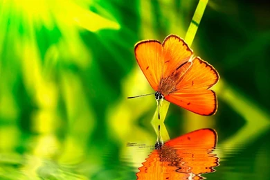 Green Water Nature Orange Insects Wildlife Reflections Blurred ...