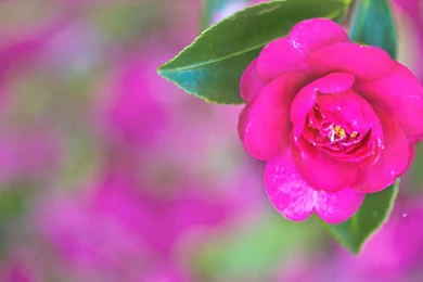 Pretty Images Backgrounds Wallpapers