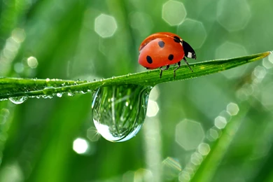 268 Ladybug HD Wallpapers