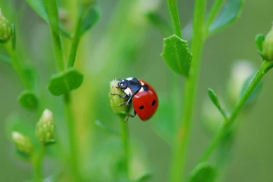 Ladybug Close up Wallpapers 2 － Animal Wallpapers   Free Download ...