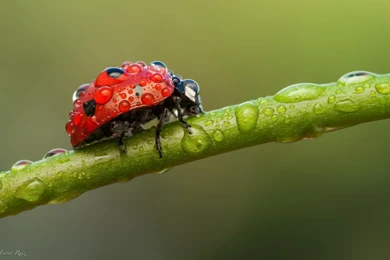 Ladybird Wallpapers HD Download Of Ladybug Insect