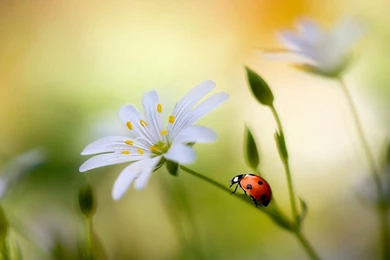 LADYBUG WALLPAPER   (