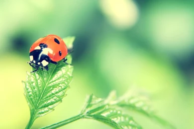 Ladybird Wallpapers HD 3962 1920 X 1200   WallpaperLayer.com