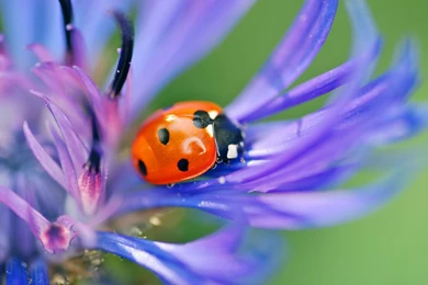 Ladybird Themes Wallpapers