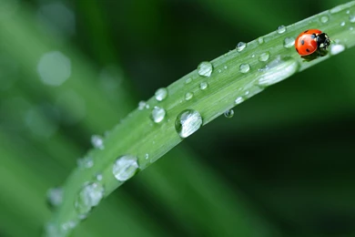 Ladybird Insect On Leaf Green Backgrounds 4K Wallpapers HD