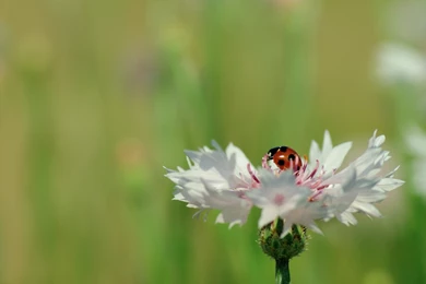 Ladybird Wallpapers HD 3962 1920 X 1200   WallpaperLayer.com