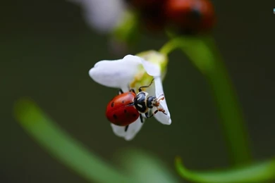 Ladybird   Animals Wallpapers (38685415)   Fanpop