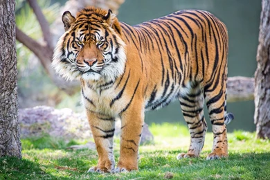 Tiger Free Download Hd Wallpapers