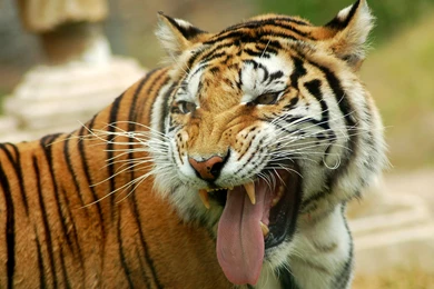 HD Tiger Wallpapers