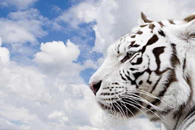 High Resolution White Tiger 1080p Wallpapers Full Size ...