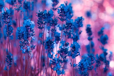 Lovely, Wooden, Bridge, Wallpaper, Widescreen, Full, Hd, Desktop ...