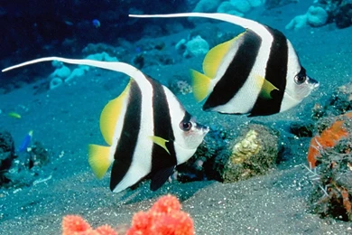 Download Deep Sea 3d Fish Backgrounds Wallpapers In High Resolution ...