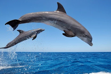 Amazing HD Sea Fish Wallpapers Collection.   Remix Video