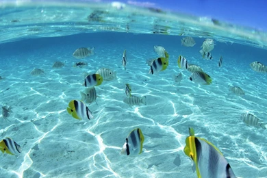 Download Wallpapers 2560x1024 Fish, Flock, Sea, Shallow Water Dual ...