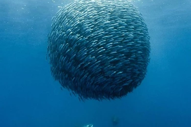 Sea,swarm Sea Swarm Fish Sealife 1280x1024 Wallpapers – Fish ...