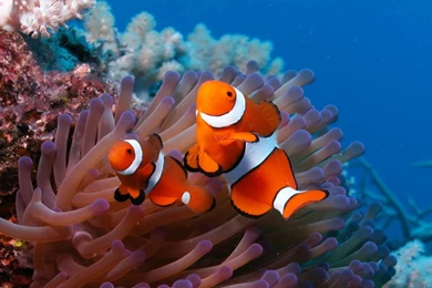 Download Wallpapers 2560x1600 Sea, Reef, Coral, Fish, Sea Anemones ...