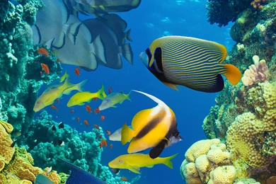 Fish Wallpapers Sea   Wallpapers
