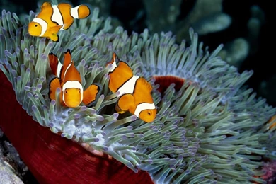 Sea Fish Clown Anemone 4000x2500 Wallpapers – Animals Fish HD ...