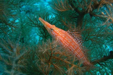 Sea Fish Angelfish 1600x1200 Wallpapers – Animals Fish HD Desktop ...