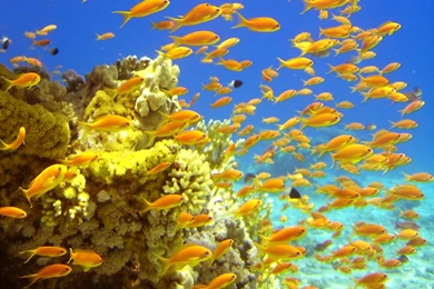 3D Sea Fish Wallpapers