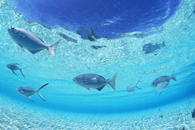 Download Wallpapers 3840x2400 Fish, Bottom, Sea, Shallow Water ...