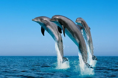 Amazing HD Wallpapers Of Dolphin Fish   BestePics