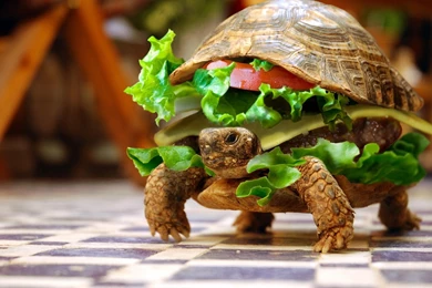 Funny Turtle Wallpapers
