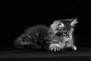 2560x1440 Cat Wallpaper. WQHD 1440p (Wide Quad HD) 16:9 ...