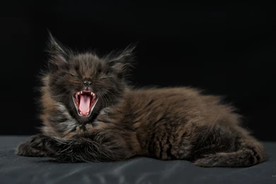 2560x1440 Wallpapers Cats. WQHD 1440p (Wide Quad HD) 16:9   Free ...