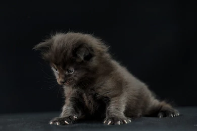 2560x1440 Wallpapers Cats. WQHD 1440p (Wide Quad HD) 16:9   Superb ...