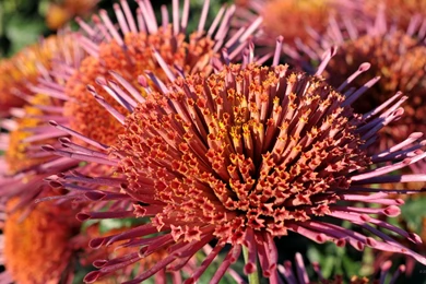 2560x1440 Nature Wallpaper. WQHD 1440p (Wide Quad HD) 16:9   Hd ...