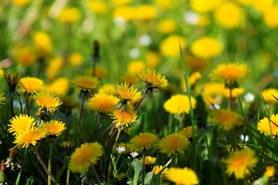 Nature Wallpapers Hd Widescreen Images Desktop Backgrounds 227 16 ...