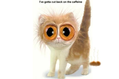 World Funniest Wallpapers   Wallpapers Zone