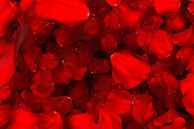 Valentine Backgrounds Video Effects, Backgrounds Video Loop ...