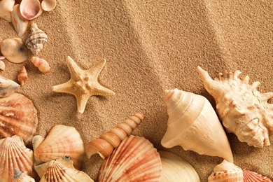 Sea Shell Live Wallpapers   Android Apps On Google Play