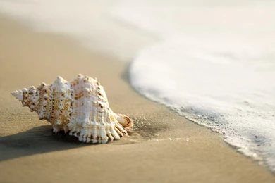 Free Seashell Wallpapers HD Wallpapers