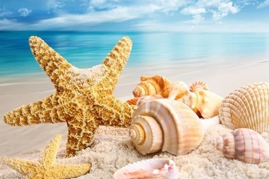 Desktop Fun: Seashells Wallpapers Collection Series 1