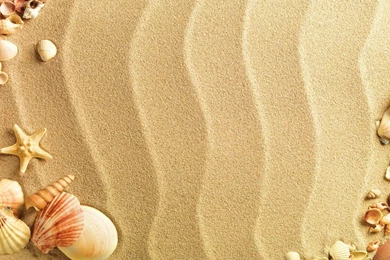 Sea Shell Live Wallpapers   Android Apps On Google Play