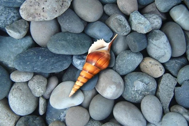 Sea Shell Wallpapers