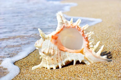 Seashell Tag Wallpapers: Sea Shell Seashell Sands Ocean Breeze ...