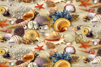 Seashell Wallpapers