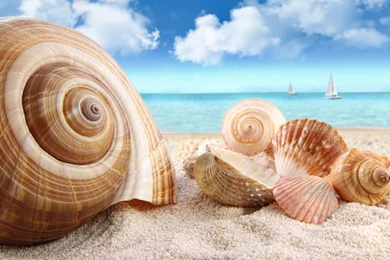 Seashell Sand Wallpapers Desktop
